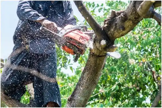 tree services Lorton